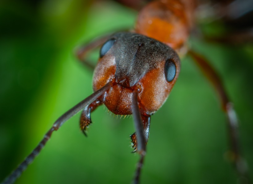 蚂蚁微距摄影图片(11张)