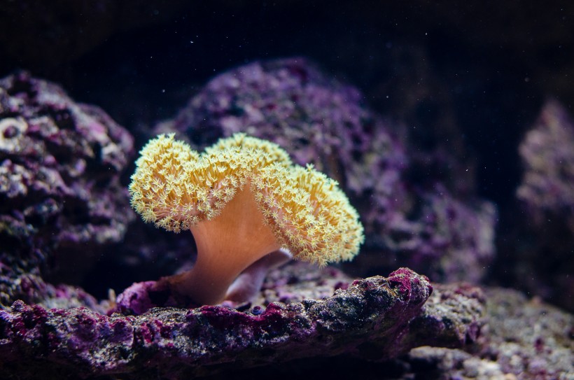 深海里的珊瑚图片(11张)