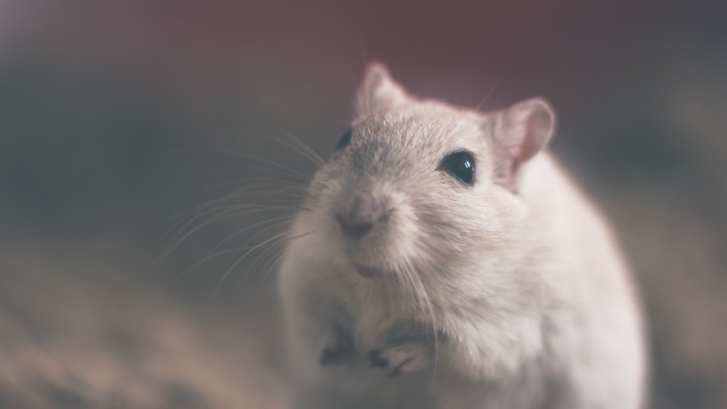 小巧可爱的老鼠图片(9张)