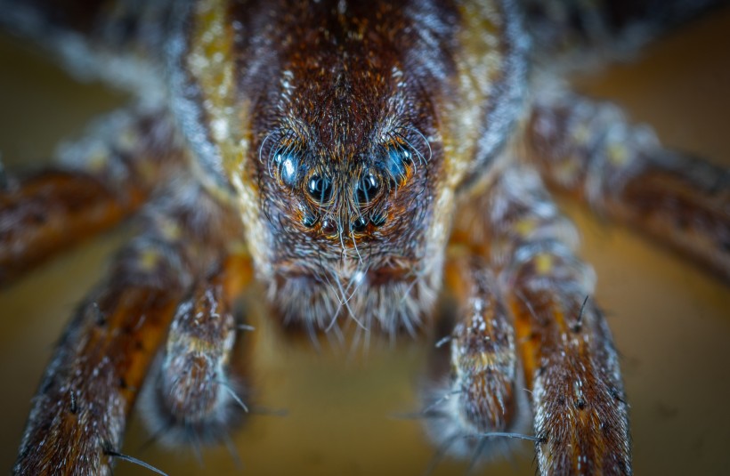 微距拍摄的蜘蛛图片(12张)