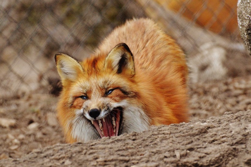 狡黠的狐狸图片(14张)