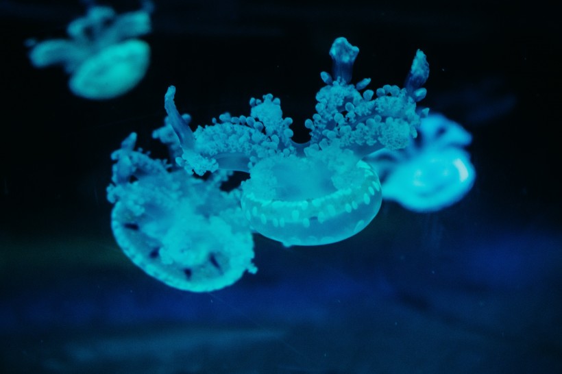 深海的蓝色水母图片(10张)