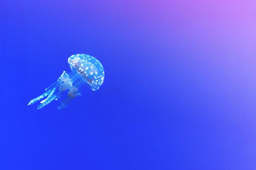 深海的蓝色水母图片(10张)