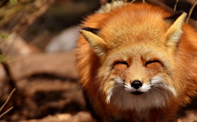狡黠的狐狸图片(14张)
