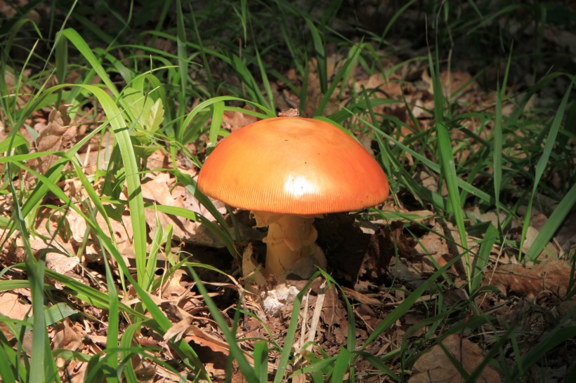 生长在地上的一只蘑菇图片(15张)
