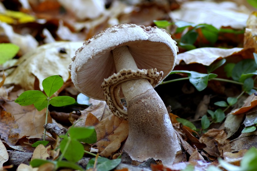 生长在地上的一只蘑菇图片(15张)