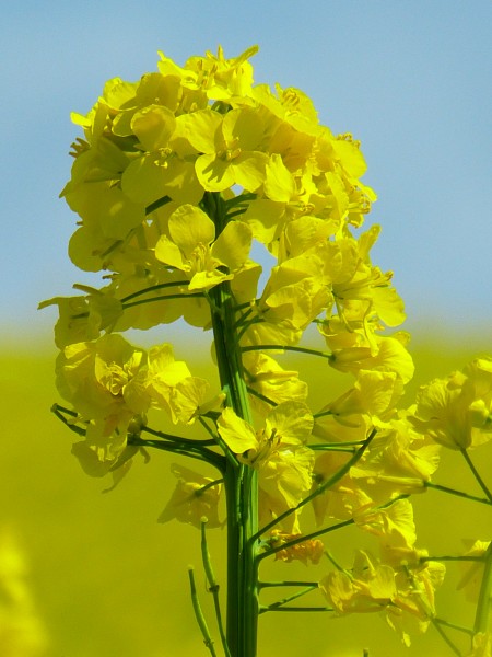 金黄色的油菜花图片(16张)