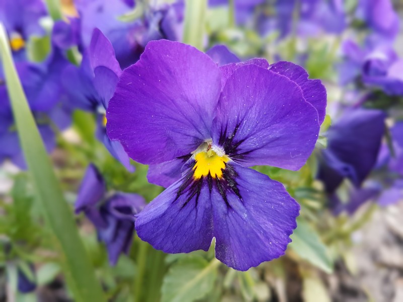 盛开的紫罗兰图片(15张)