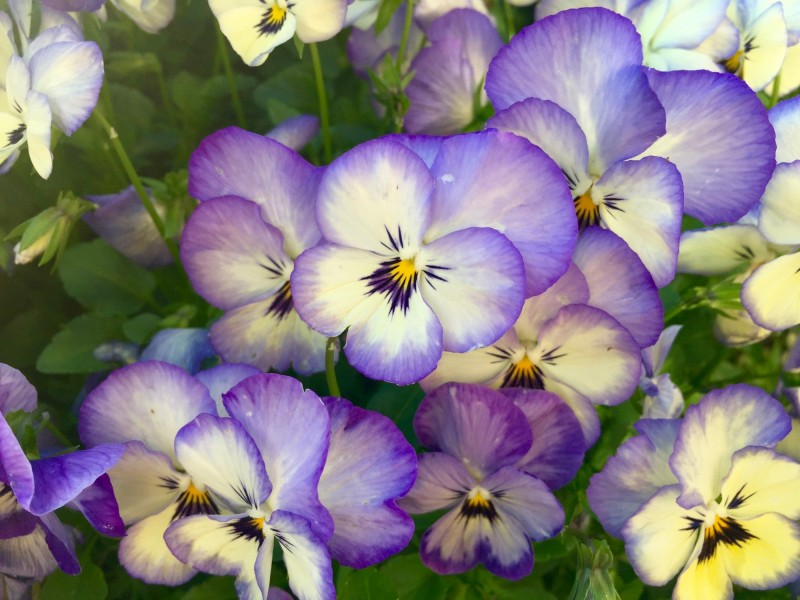 盛开的紫罗兰图片(15张)