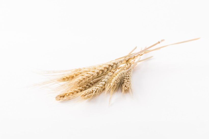 麦子和麦穗图片(14张)