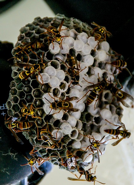 蜂巢上蜜蜂图片(16张)