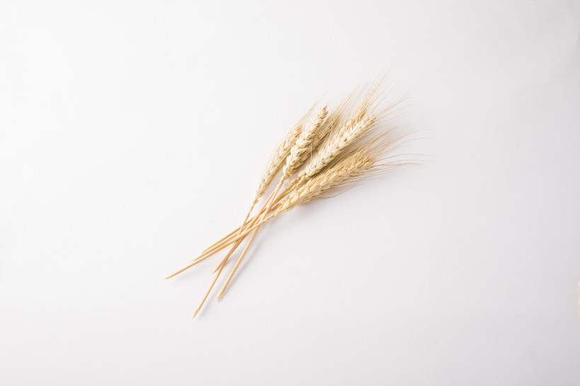 麦子和麦穗图片(14张)