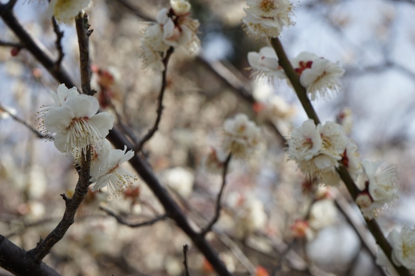 香气扑鼻的白梅花图片(15张)