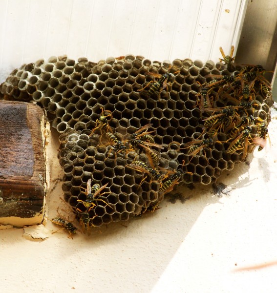 蜂巢上蜜蜂图片(16张)