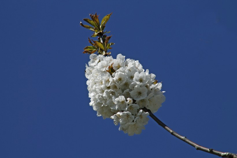 香气扑鼻的白梅花图片(15张)
