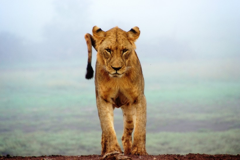 野生的母狮子图片(16张)