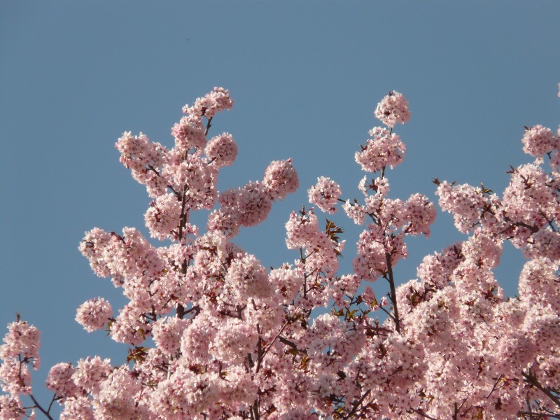 绽放的粉色樱花图片(14张)