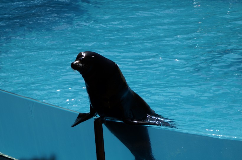 一只可爱的海狮图片(13张)