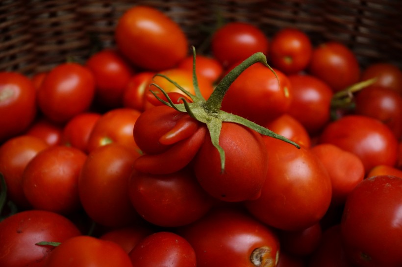 鲜红的西红柿图片(13张)