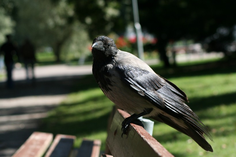 黑色羽毛的乌鸦图片(16张)