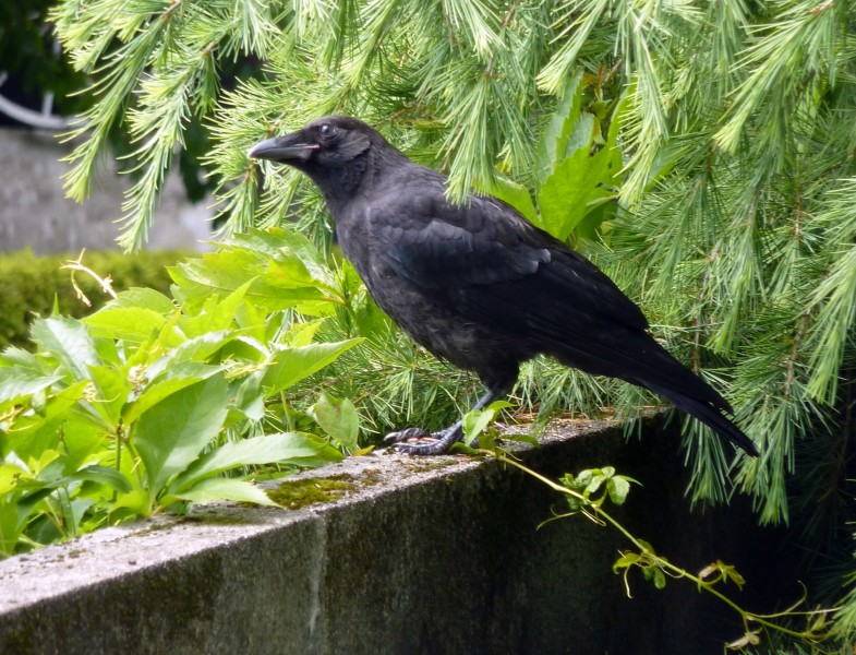 黑色羽毛的乌鸦图片(16张)