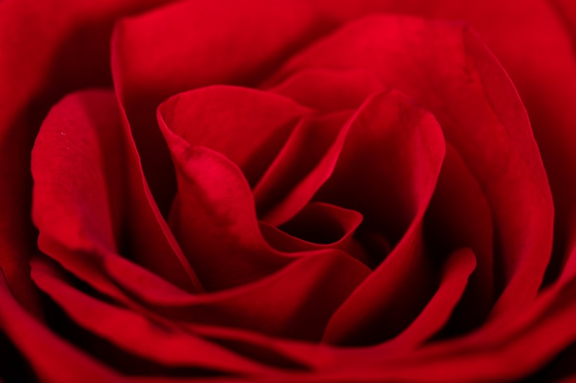红色玫瑰花图片(26张)