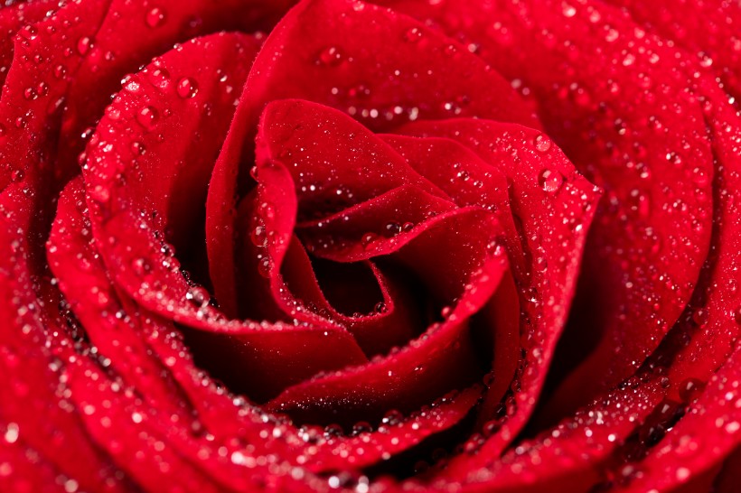 红色玫瑰花图片(26张)