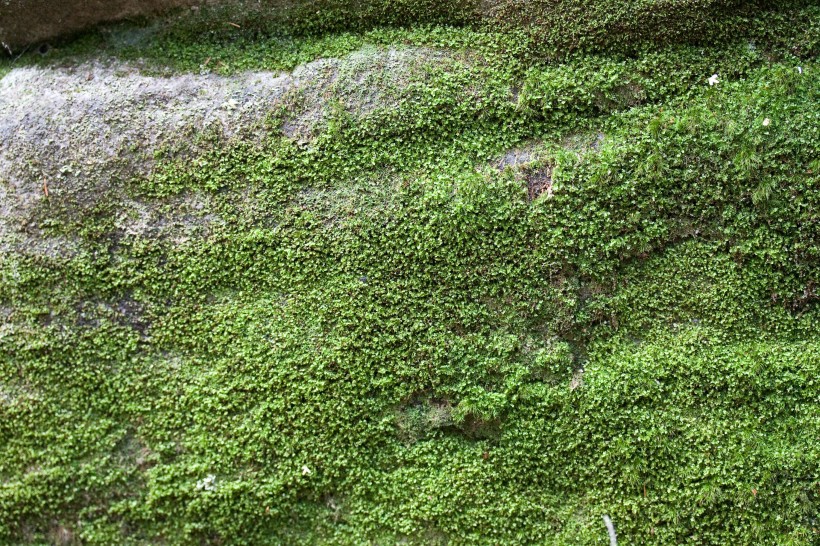 绿色的苔藓图片(14张)