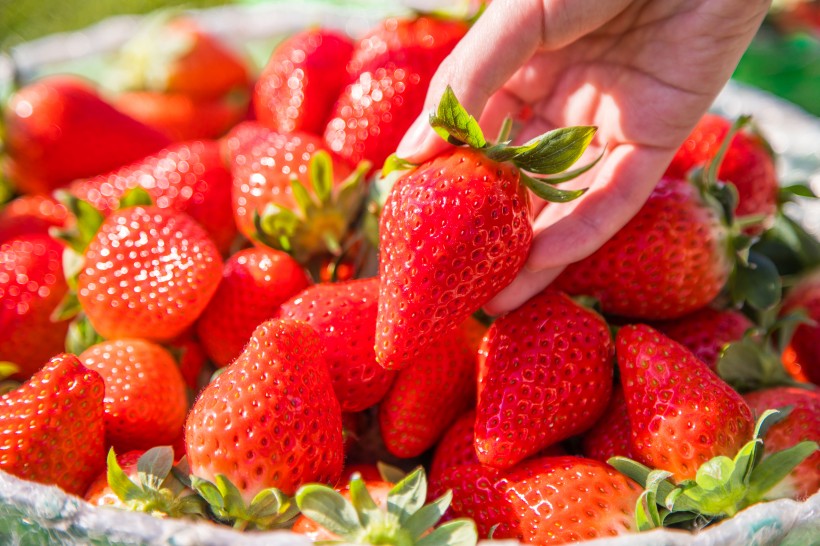 新鲜可口的草莓图片(15张)