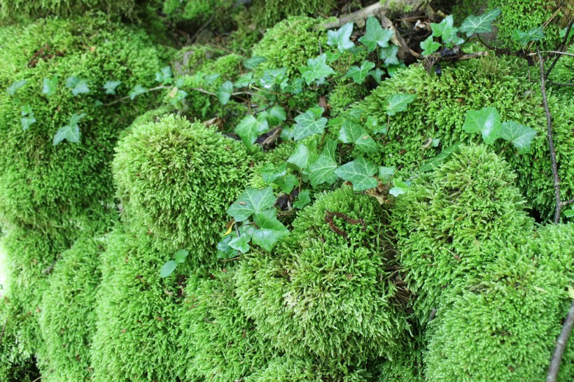 绿色的苔藓图片(14张)