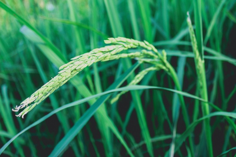 绿油油的水稻图片(11张)