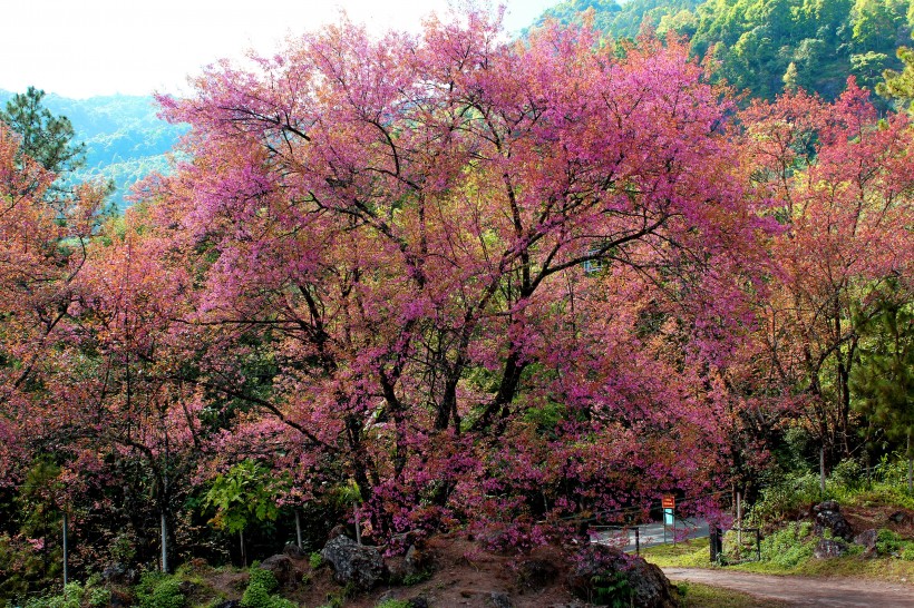 清迈自然风景图片(10张)