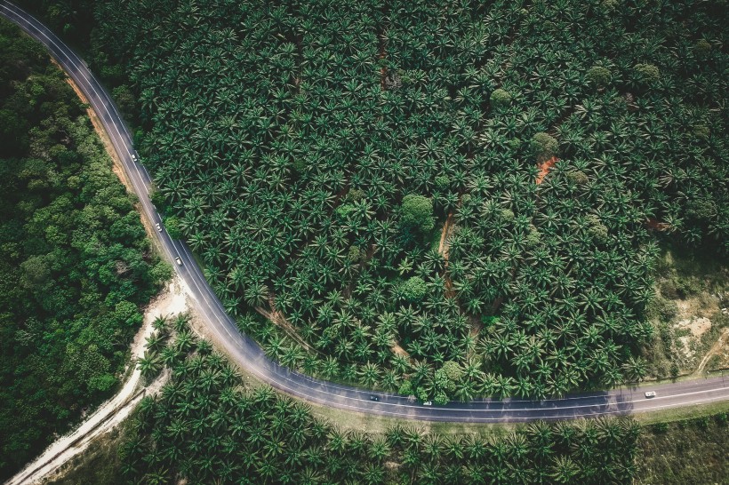 树林里的公路图片(13张)