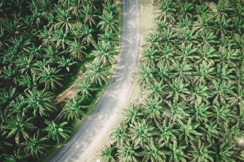 树林里的公路图片(13张)