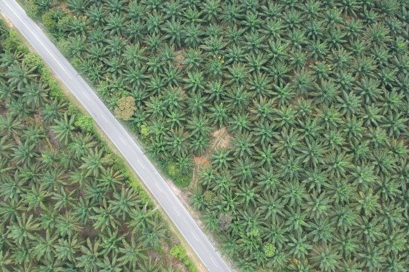 树林里的公路图片(13张)