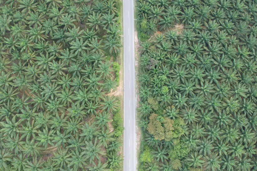 树林里的公路图片(13张)