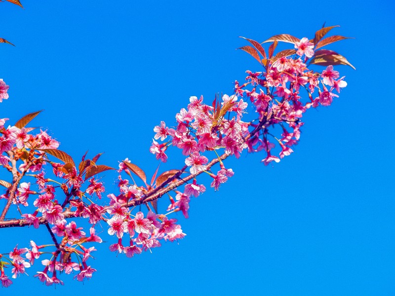 盛开似锦的樱花图片(10张)