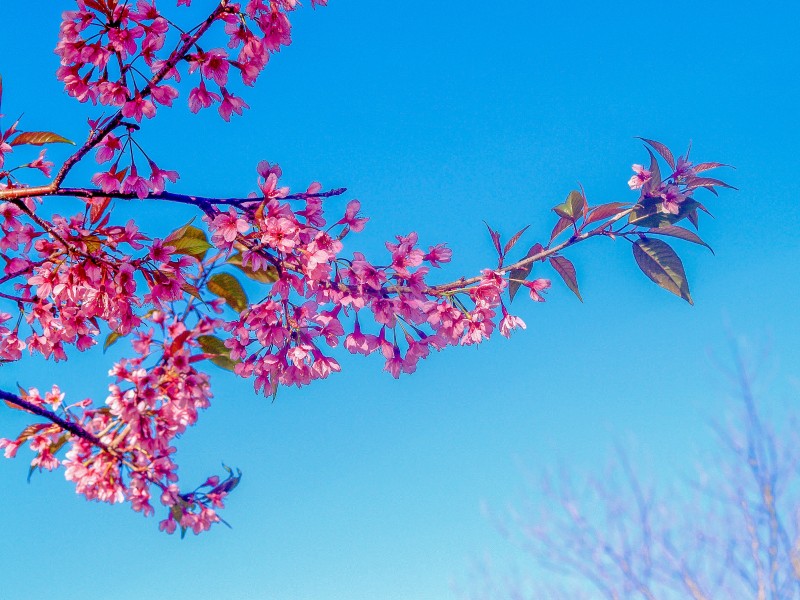 盛开似锦的樱花图片(10张)