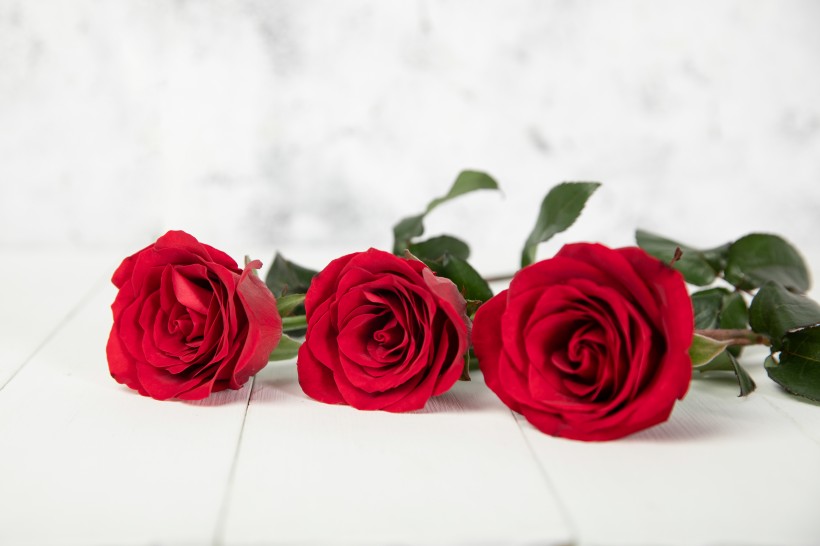 红色的玫瑰花图片(23张)