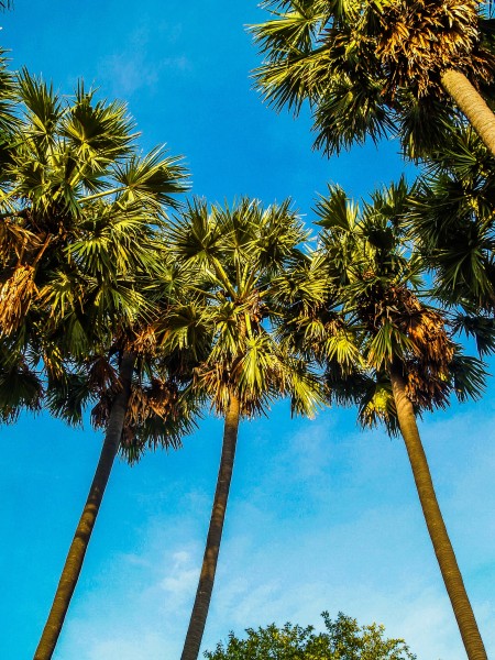 热带椰树图片(12张)