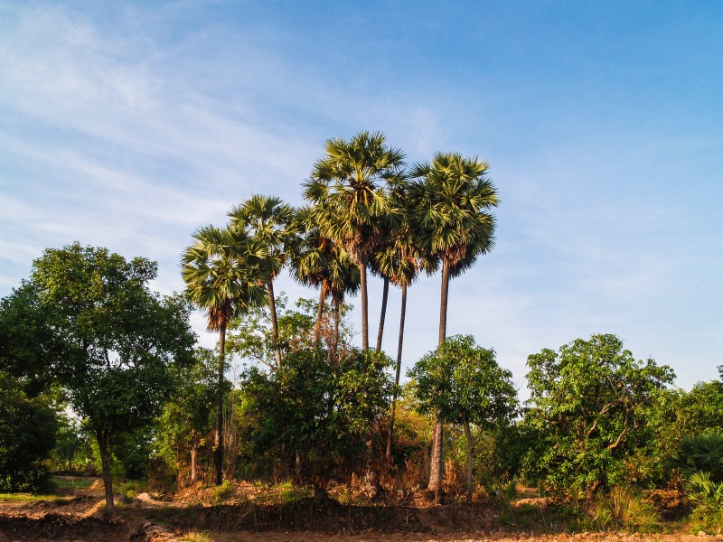 热带椰树图片(12张)