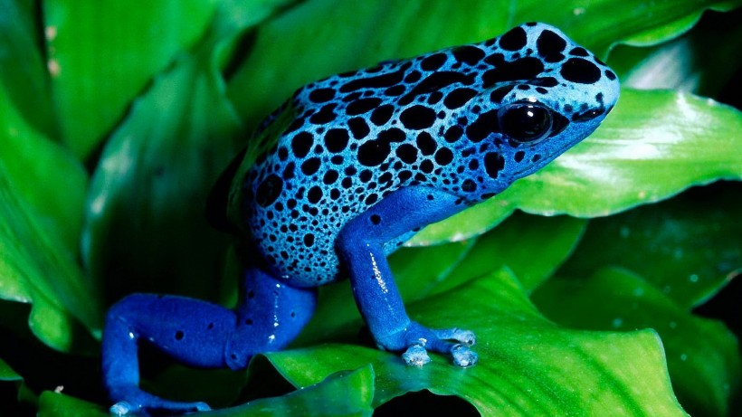 色彩鲜艳的青蛙图片(11张)