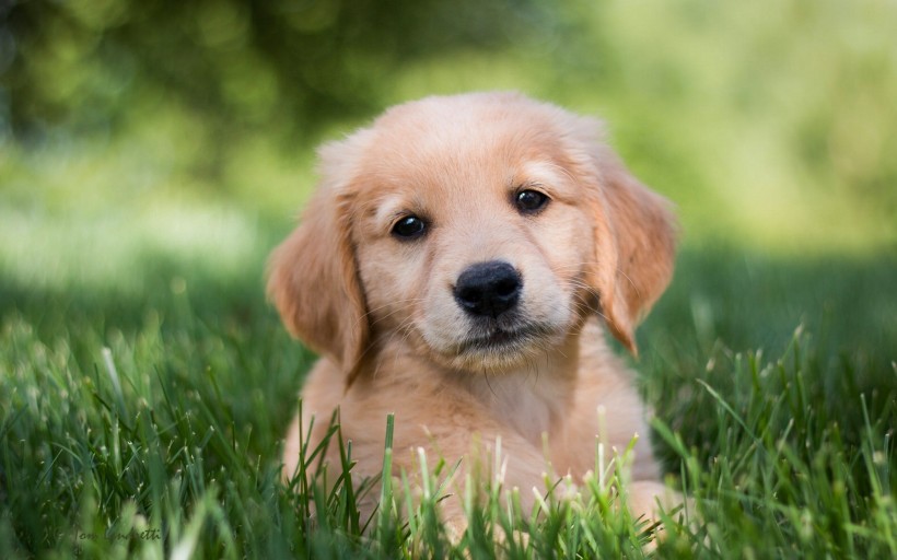 可爱的金毛寻回犬幼犬图片(9张)