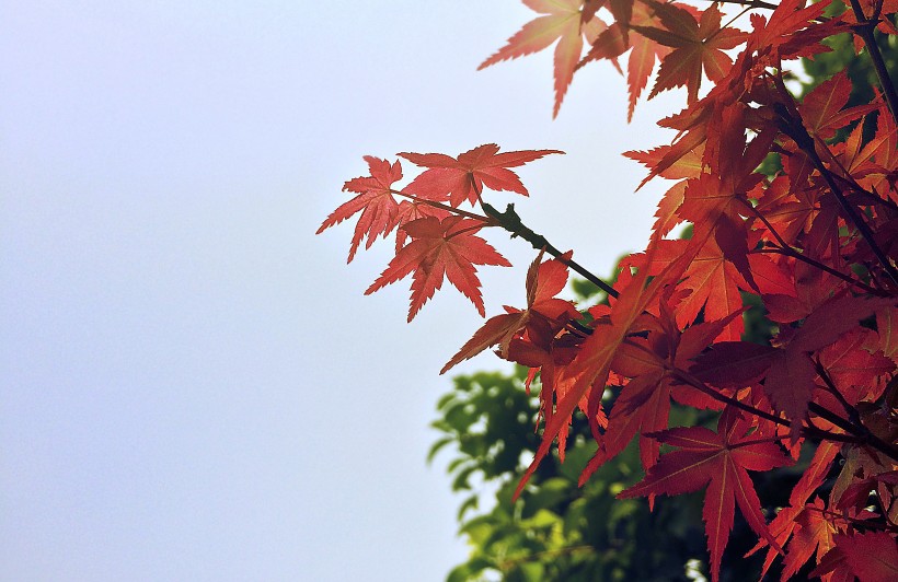 秋季唯美枫叶图片(16张)