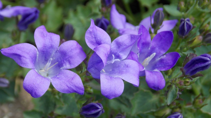 蓝紫色的桔梗花图片(9张)