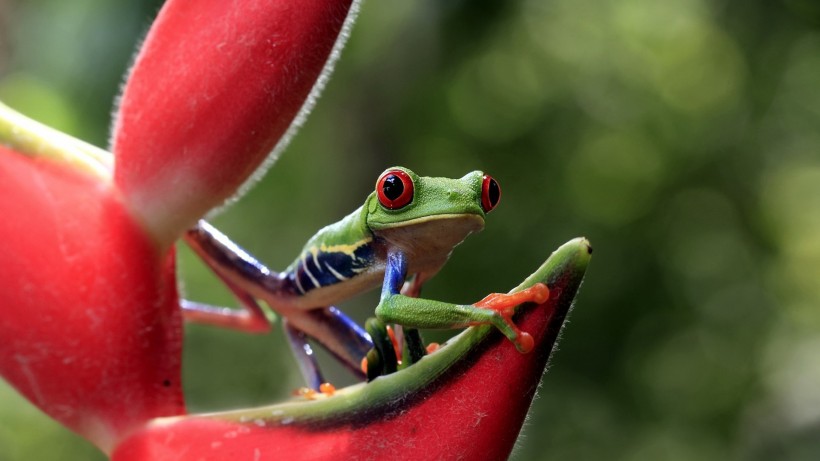 色彩鲜艳的青蛙图片(11张)