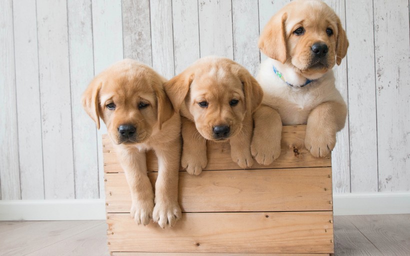 可爱的金毛寻回犬幼犬图片(9张)