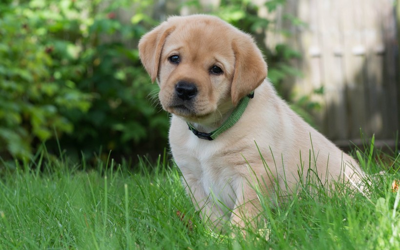 可爱的金毛寻回犬幼犬图片(9张)
