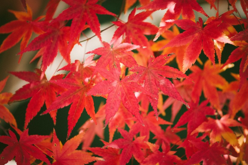 秋季唯美枫叶图片(16张)