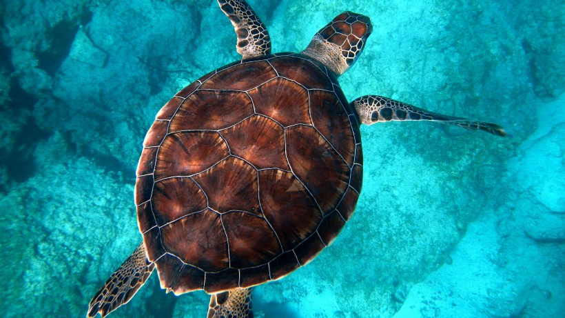 海中畅游的海龟图片(9张)